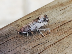 Notocelia incarnatana