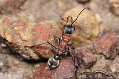 Myrmecia chasei