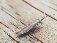 Coleophora versurella