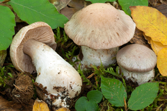 Cortinarius turgidus