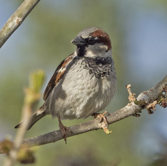 Passer domesticus