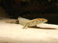 Algyroides moreoticus