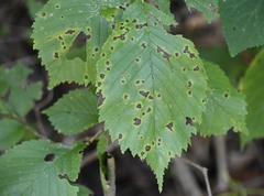 Cercospora hydrangeae