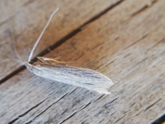 Coleophora versurella
