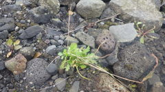 Papaver radicatum radicatum