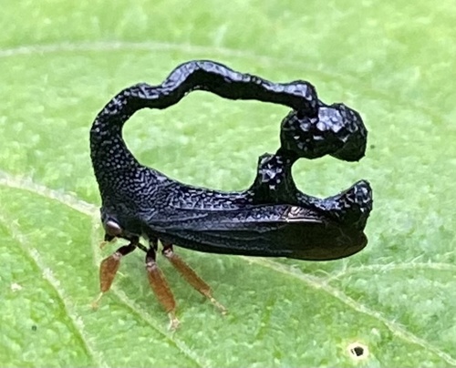 Cladonota pelaezi photographed in Guatemala