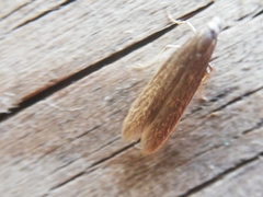 Coleophora versurella