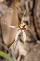Caladenia ensata