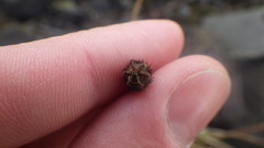 Papaver radicatum radicatum