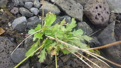 Papaver radicatum radicatum