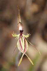 Caladenia plicata
