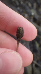 Papaver radicatum radicatum