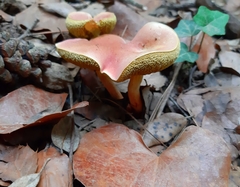 Xerocomellus armeniacus