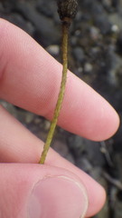 Papaver radicatum radicatum