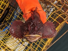 Hemitripterus americanus