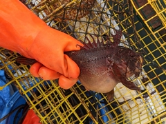 Hemitripterus americanus