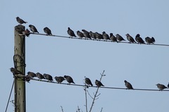 Sturnus vulgaris