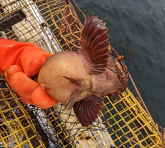 Hemitripterus americanus