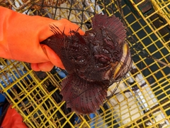 Hemitripterus americanus