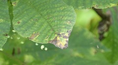 Gnomonia caryae