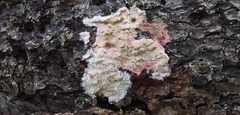 Phlebia centrifuga