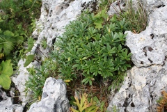 Daphne glomerata
