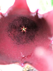 Stapelia leendertziae