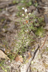 Cyanothamnus ramosus anethifolia