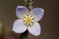 Cyanothamnus ramosus anethifolia