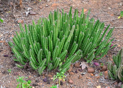 Stapelia leendertziae