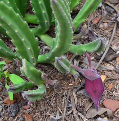 Stapelia leendertziae