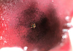 Stapelia leendertziae