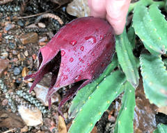 Stapelia leendertziae