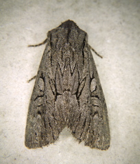 Fishia yosemitae