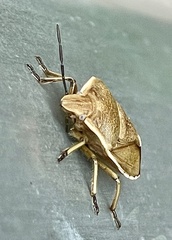Chlorochroa pinicola