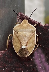 Chlorochroa pinicola