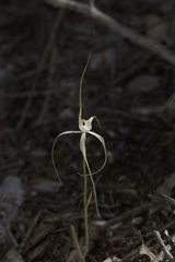 Caladenia polychroma