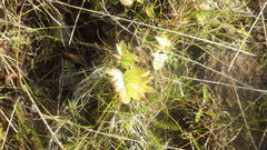 Valeriana officinalis sambucifolia