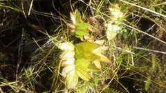 Valeriana officinalis sambucifolia