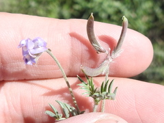 Astragalus nuttallianus austrinus