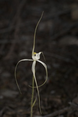 Caladenia polychroma