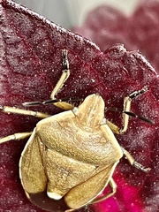 Chlorochroa pinicola