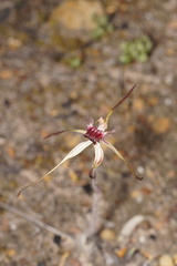 Caladenia heberleana