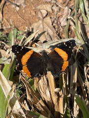 Vanessa dimorphica dimorphica