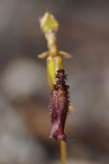 Drakaea gracilis