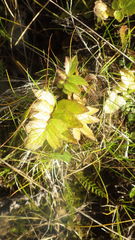 Valeriana officinalis sambucifolia