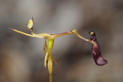 Drakaea gracilis