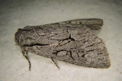 Fishia yosemitae