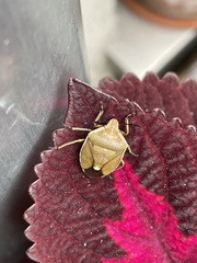 Chlorochroa pinicola