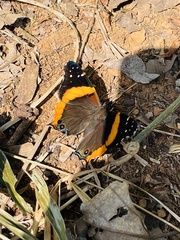 Vanessa dimorphica dimorphica